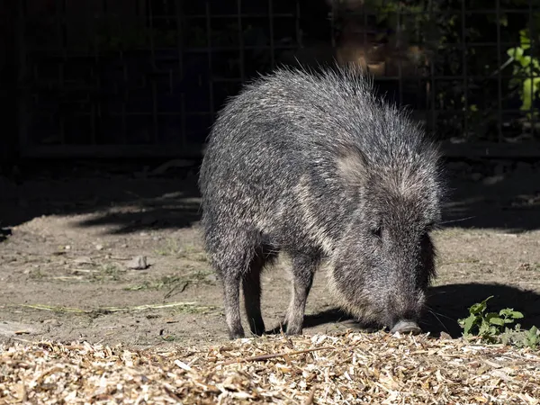 Взрослый Самец Catagonus Wagneri Chacoan Peccary Ищет Пищу Земле — стоковое фото