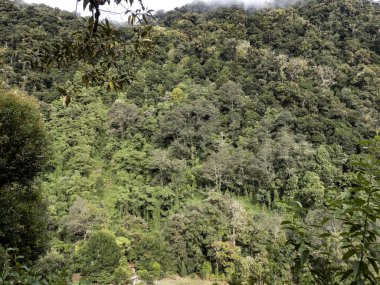 Yoğun tropikal orman, San Gerardo de Dota, Kosta Rika.