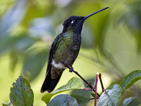 Rivoli Hummingbird Eugenes Fulgens San Gerardo Dota Costa Rica — Stock Photo, Image