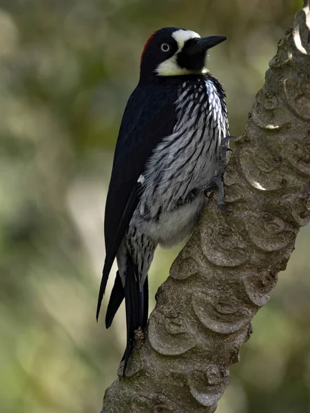 Acorn Woodpecker Melanerpes Formicivorus Looking Food Dry Branch San Gerardo — Stock Photo, Image