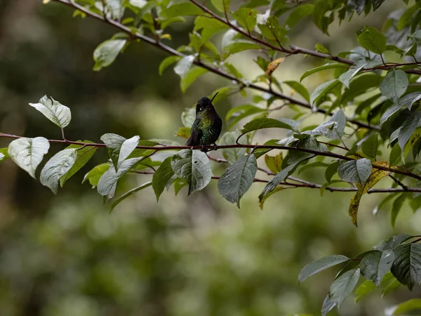 Rivoli Hummingbird Eugenes Fulgens San Gerardo Dota Costa Rica — 스톡 사진