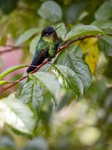 Rivoli Hummingbird Eugenes Fulgens San Gerardo Dota Costa Rica — Zdjęcie stockowe