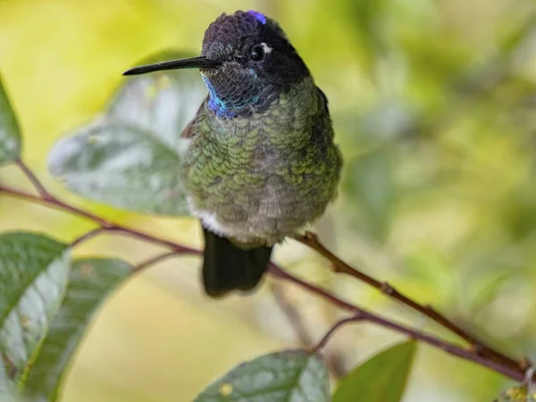Rivoli Hummingbird Eugenes Fulgens San Gerardo Dota Costa Rica — Foto de Stock