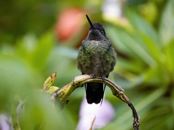 Rivoli Hummingbird Eugenes Fulgens San Gerardo Dota Costa Rica — стокове фото