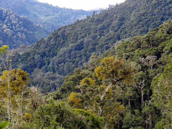 Dense Tropical Forest San Gerardo Dota Costa Rica — Foto de Stock