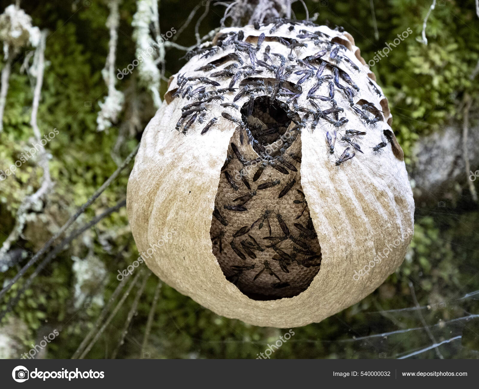 Wasps Guard Large Spherical Nest Combs Costa Rica Stock Photo by