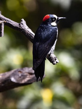 Palamut Ağaçkakanı, Melanerpes formicivorus, ince bir dalda oturur, San Gerardo de Dota, Kosta Rika