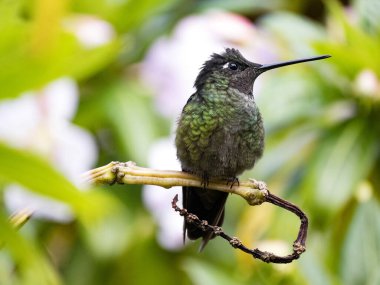Rivoli's hummingbird, Eugenes fulgens, San Gerardo de Dota, Costa Rica. clipart