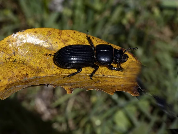 Gran Escarabajo Negro Una Hoja Costa Rica — Foto de Stock