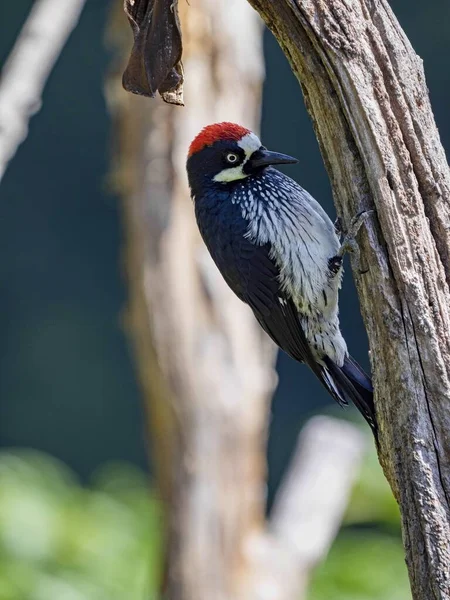 Acorn Woodpecker Melanerpes Formicivorus Looking Food Dry Branch San Gerardo — Stock Photo, Image