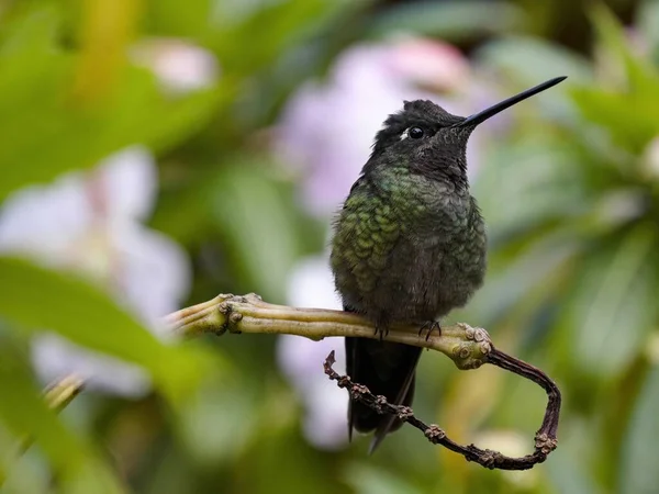 Rivoli Hummingbird Eugenes Fulgens San Gerardo Dota Costa Rica — Stock Photo, Image