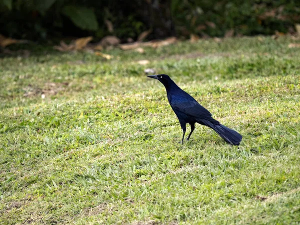 Boat Tailed Grackle Quiscalus Mexicanus Lawn San Jose Costa Rica — стоковое фото