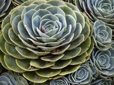 Nefis, sulu bir şey. Los Lagos 'ta. Kosta Rika