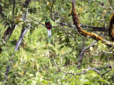 Saygıdeğer Quetzal, Pharomachrus mocinno 'yu sabah sisinde fotoğraflamak zordur. - Dota. Kosta Rika