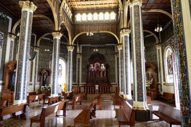 Tropikal bir ormanda bir sandıkta büyüyen kaktüs. Kosta Rika 