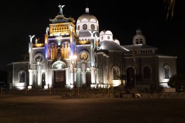 Tropikal bir ormanda bir sandıkta büyüyen kaktüs. Kosta Rika 
