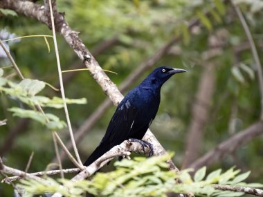 Tekne kuyruklu Grackle, Quiscalus mexicanus, Kosta Rika 'da yoğun bitki örtüsünde bulunur.