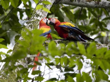 Çift Scarlet Macaw, Ara macao, Quepos, Kosta Rika