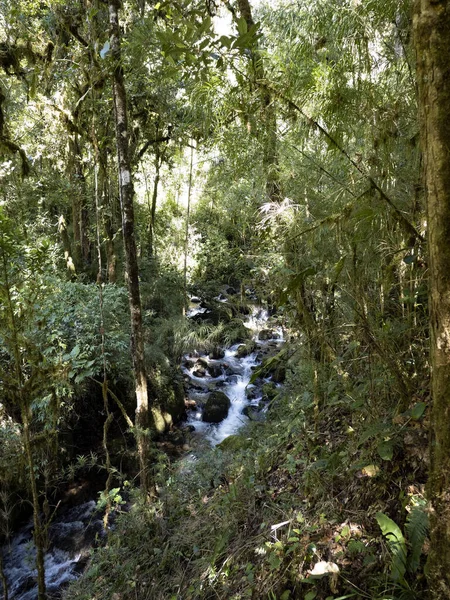 Interior Rainforest San Gerardo Dota Area Costa Rica — Stock Photo, Image