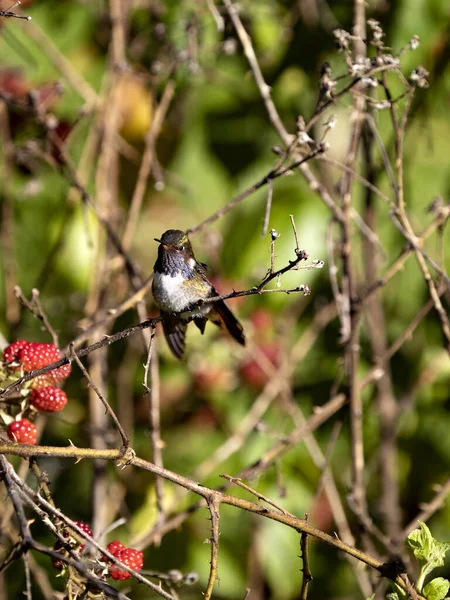 Violet Head Hummingbird Klais Guimeti San Gerardo Dota Costa Rica — 图库照片