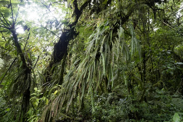 Interior Rainforest Tapanti National Park Costa Rica — Stockfoto