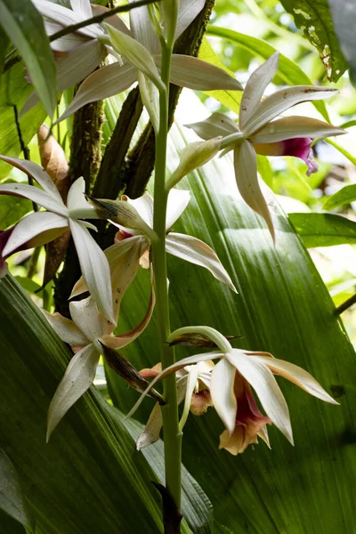 Blooming Orchid Tapanti National Park Costa Rica — стокове фото