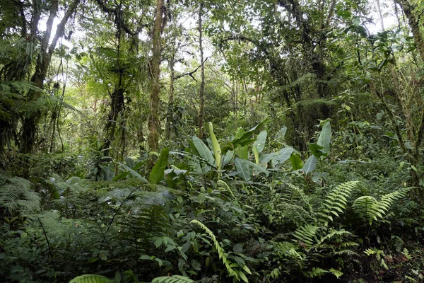 Interieur Van Het Regenwoud Het Tapanti Nationaal Park Costa Rica — Stockfoto