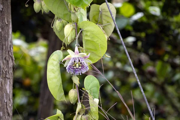 Unique Passion Flower Plantation Dota Costa Rica — Stockfoto