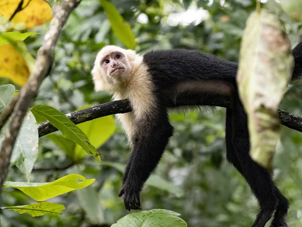 Panamanian White Faced Capuchin Cebus Imitator Very Skilled Primate Costa — Stockfoto
