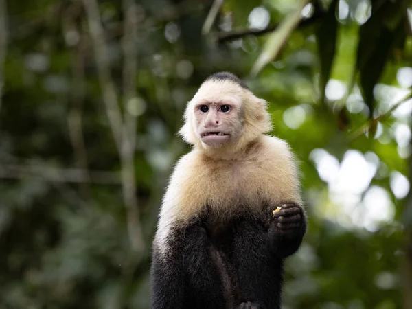 パナマの白い顔をしたカプチン セブス模倣者は 非常に熟練した霊長類です コスタリカ — ストック写真