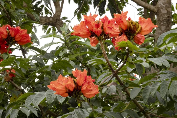 Beautiful Red Flowers Tropical Vegetation Costa Rica — Foto Stock