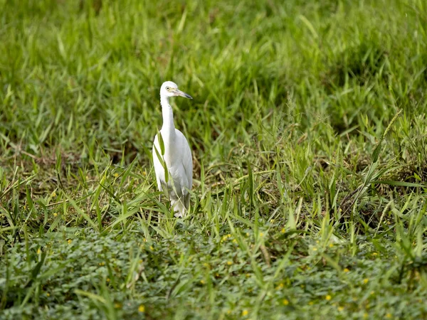 Great White Egret Egretta Alba Looking Food Grass Costa Rica — Stockfoto