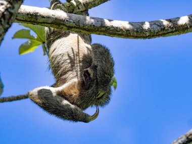 Üç parmaklı Tembel Bradypus Tridactylus, büyük bir tesadüf, Manuel Antonio, Kosta Rika