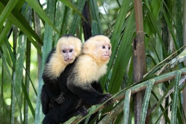 Panama 'lı beyaz yüzlü kapuçin Cebus taklitçisi, Manuel Antonio parkında çok uysal, Kosta Rika