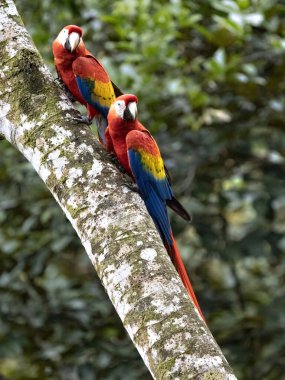 Kırmızı Macaw, Ara macao, Kosta Rika 'da parlak renkli büyük bir papağandır.