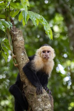 Panama 'lı beyaz yüzlü kapuçin Cebus taklitçisi, Manuel Antonio parkında çok uysal, Kosta Rika