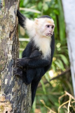 Panama 'lı beyaz yüzlü kapuçin Cebus taklitçisi, Manuel Antonio parkında çok uysal, Kosta Rika