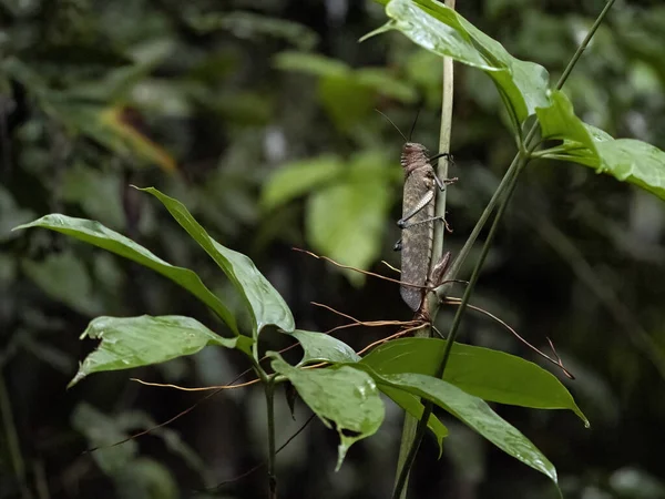 Large Grasshopper Holding Stalks Costa Rica — Fotografia de Stock