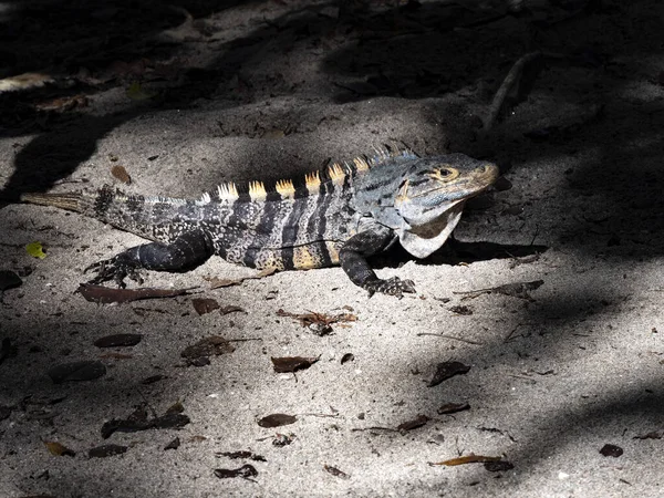 Great Lizard Black Iguana Ctenosaura Similis Lives Abundant Beaches Costa — Zdjęcie stockowe