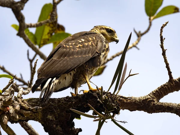 Osprey Pandion Haliaetus Lurar För Fisk Manuel Antonio Park Costa — Stockfoto