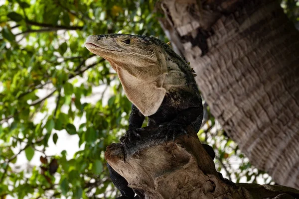 Great Lizard Black Iguana Ctenosaura Similis Lives Abundant Beaches Costa — Zdjęcie stockowe