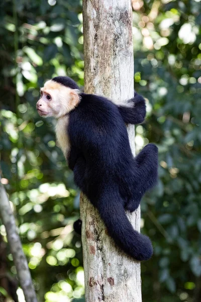 Panamanian White Faced Capuchin Cebus Imitator Manuel Antonio Costa Rica — Stockfoto