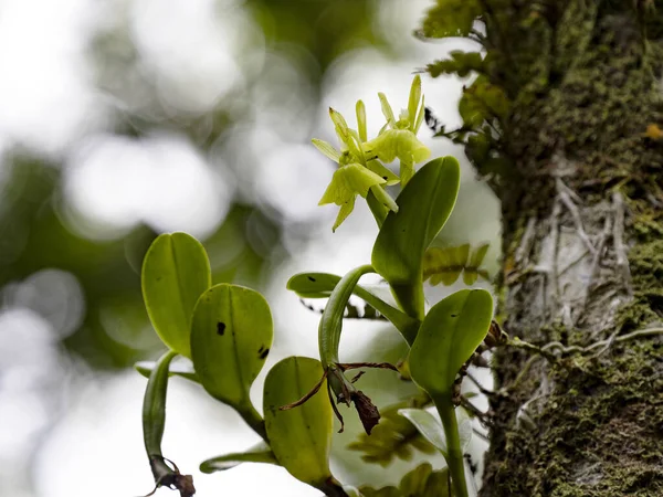 Tiny Tropical Orchid Flowers Costa Rica — Foto Stock