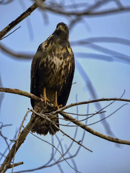 Great Black Hawk Buteogallus Urubitinga One Great Predators Costa Rica — Foto Stock