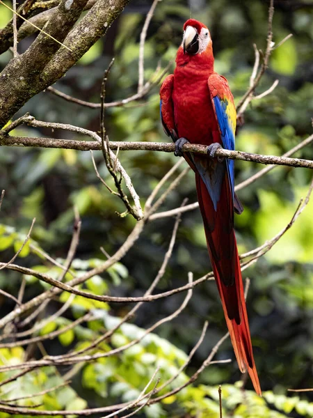 Scarlet Macaw Ara Macao Large Brightly Colored Parrot Costa Rica — Fotografia de Stock