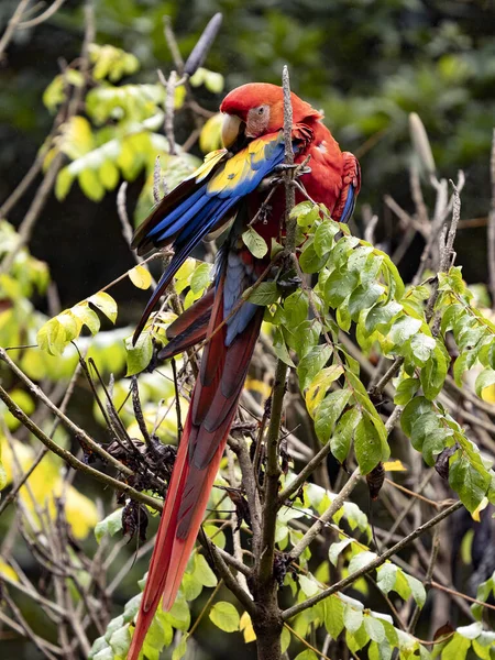 Kırmızı Macaw Ara Macao Kosta Rika Parlak Renkli Büyük Bir — Stok fotoğraf