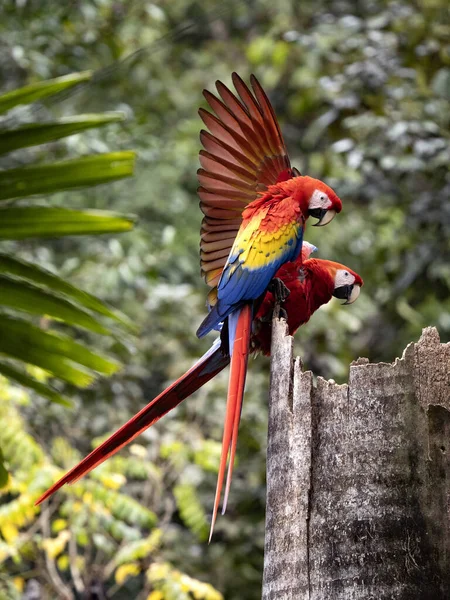 Kırmızı Macaw Ara Macao Kosta Rika Parlak Renkli Büyük Bir — Stok fotoğraf