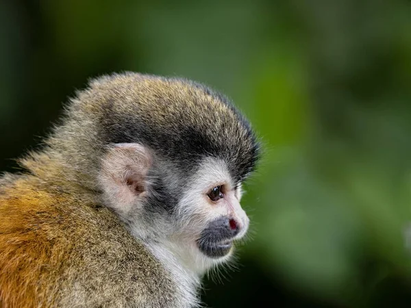 Central American Squirrel Monkey Saimiri Oerstedii Small Agile Monkey Species — Zdjęcie stockowe