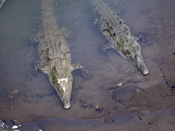 Larger Population American Crocodiles Crocodylus Acutus Live Tarcoles River Costa — стокове фото