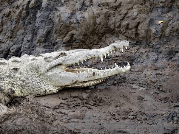 Portrait American Crocodiles Crocodylus Acutus Tarcoles River Costa Rica — стоковое фото